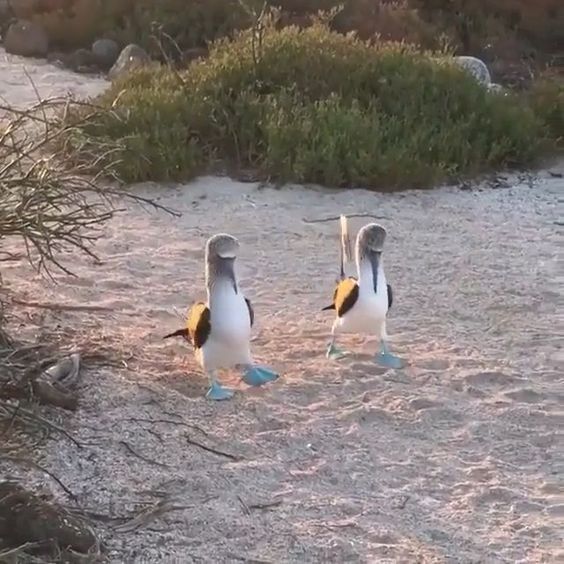 Blue Foot Booby