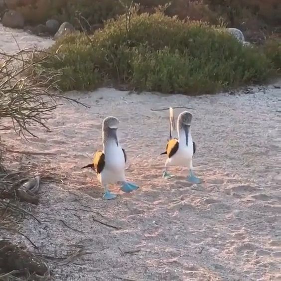 Blue Foot Booby