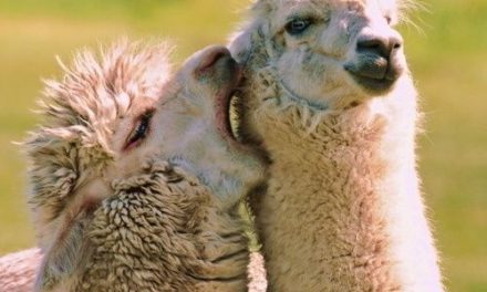 Alpaca showing affections <3