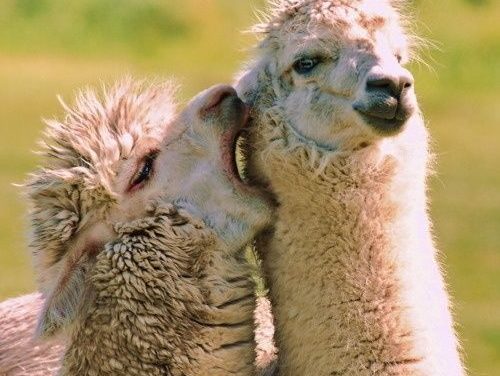 Alpaca showing affections <3