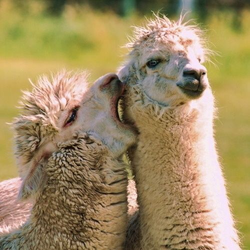 Alpaca showing affections <3