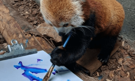 Red Panda Drawing