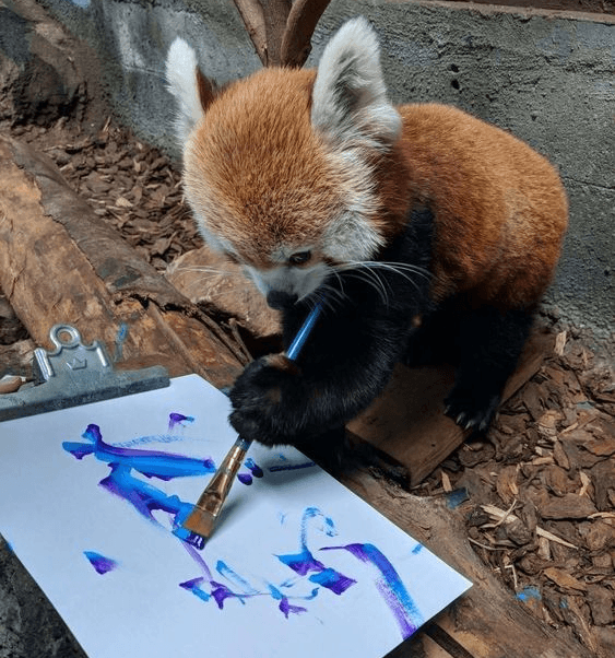 Red Panda Drawing | Too Cute To Bear