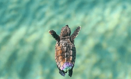 Beautiful Little Turtle