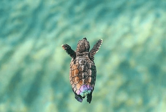 Beautiful Little Turtle