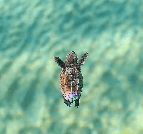 Beautiful Little Turtle