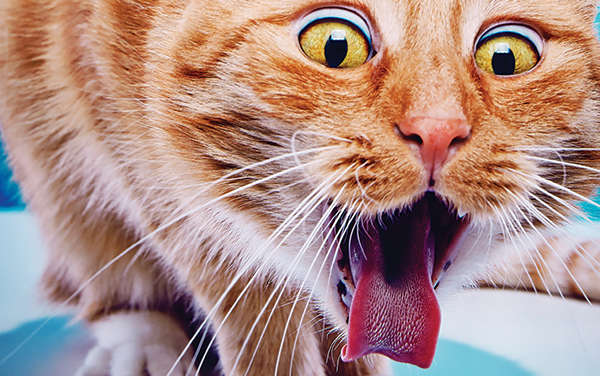 8 Best Cat Food for Hairball Prevention