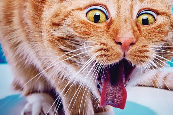 8 Best Cat Food for Hairball Prevention