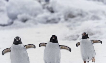Three Cheerful Penguins!