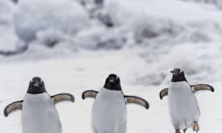 Three Cheerful Penguins!