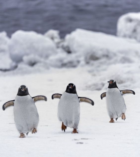 Three Cheerful Penguins!