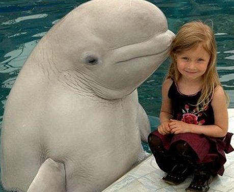 Dolphin the Sweetest!