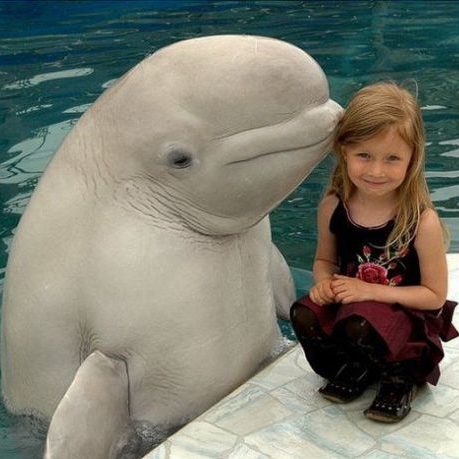 Dolphin the Sweetest!