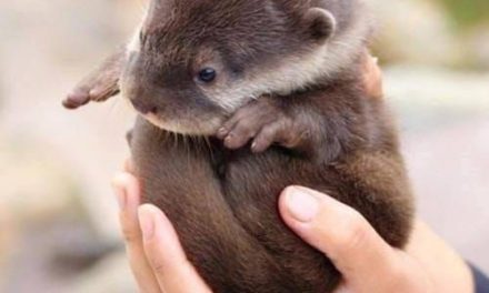 Handful of Otter!