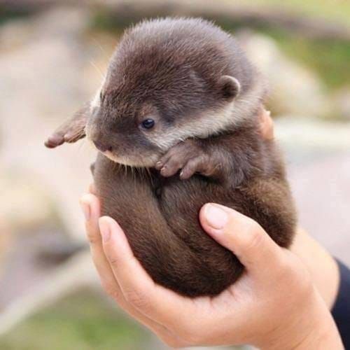 Handful of Otter!