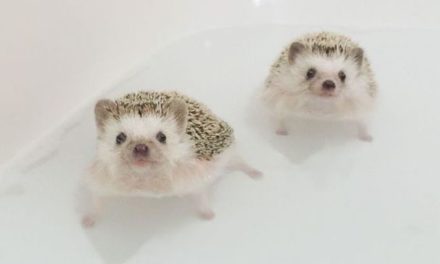 Cute Hedgehogs Swimming!
