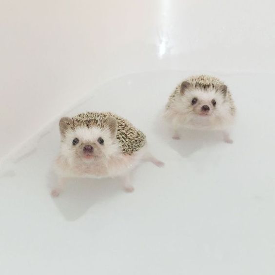 Cute Hedgehogs Swimming!