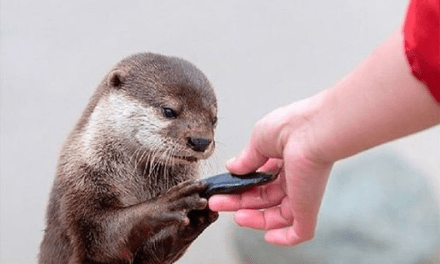 Otter Appreciating A Beautiful Gift