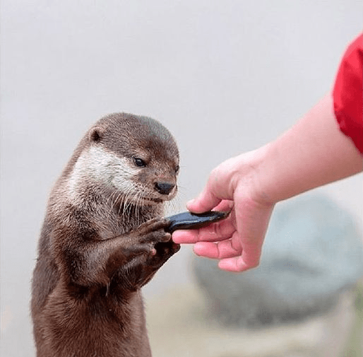 Otter Appreciating A Beautiful Gift