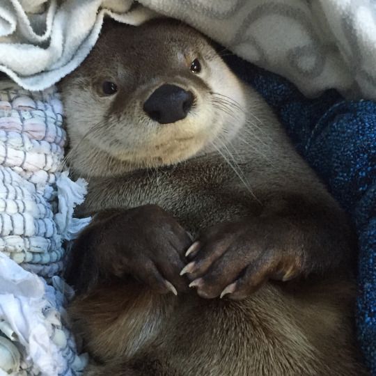 Otter of The Week