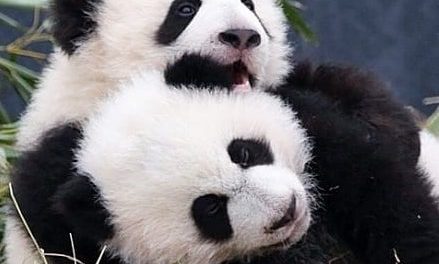 Panda Cub Cuddling