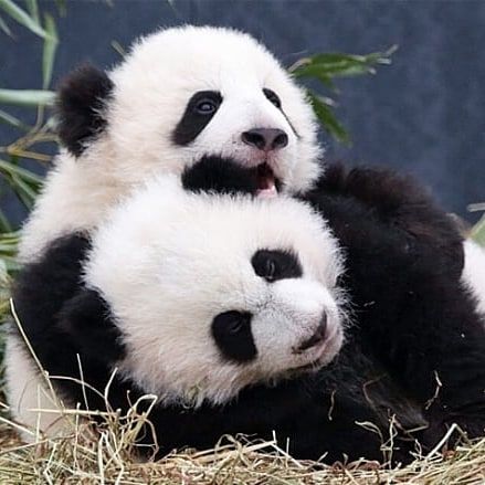 Panda Cub Cuddling