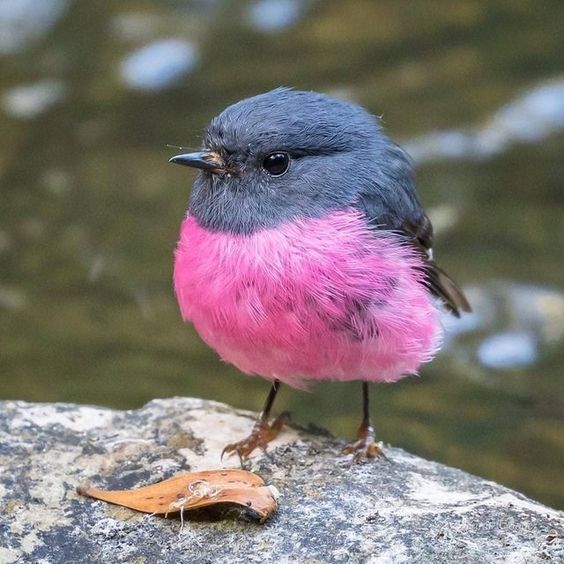 Bird with Bold Fashion Sense