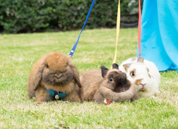 Bunny on a Leash, 5 Best Rabbit Harness