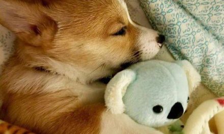 Corgi Sleeping with His Favorite Toy!