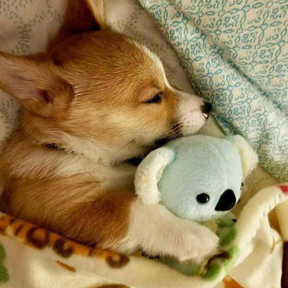 Corgi Sleeping with His Favorite Toy!