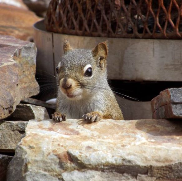 A squirrely look