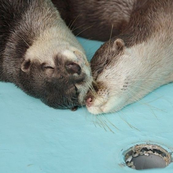 Love you like no otter