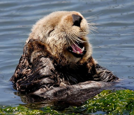 Happy otter with a big smile