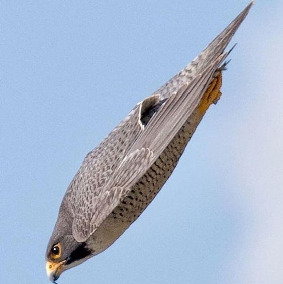 A Peregrine Falcon Dive