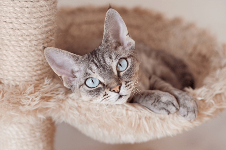 8 Best Cat Hammocks for Your Kitten Friend