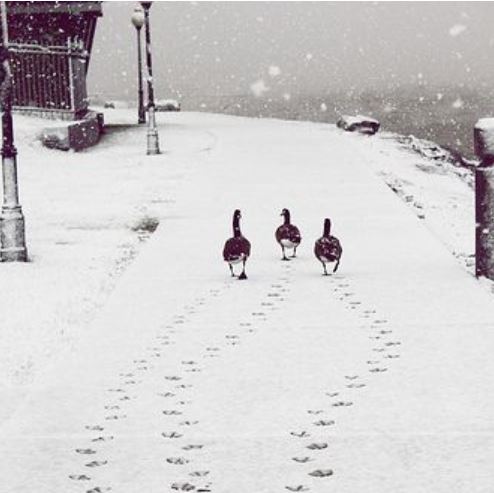 Cute footprints in snow.