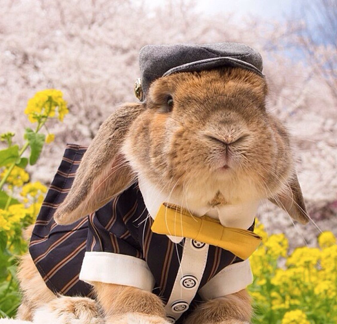 Dapper Bunny