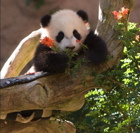 Panda cub appreciating beautiful flowers
