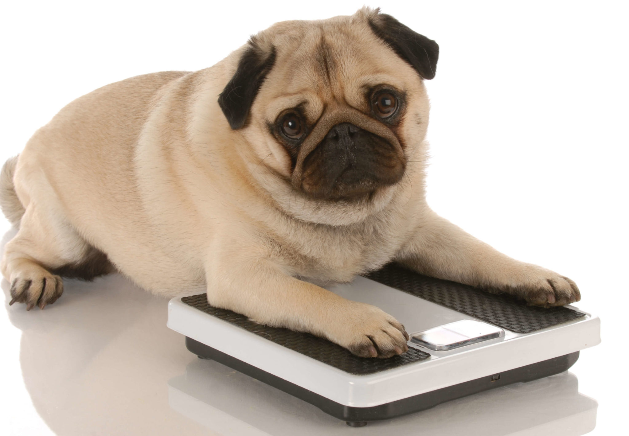 8 Best Dog Food for Weight Loss and Healthy Shape