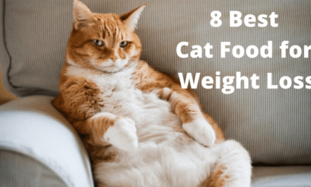 8 Best Cat Food for Weight Loss