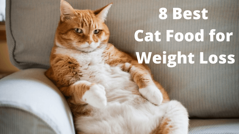 8 Best Cat Food for Weight Loss