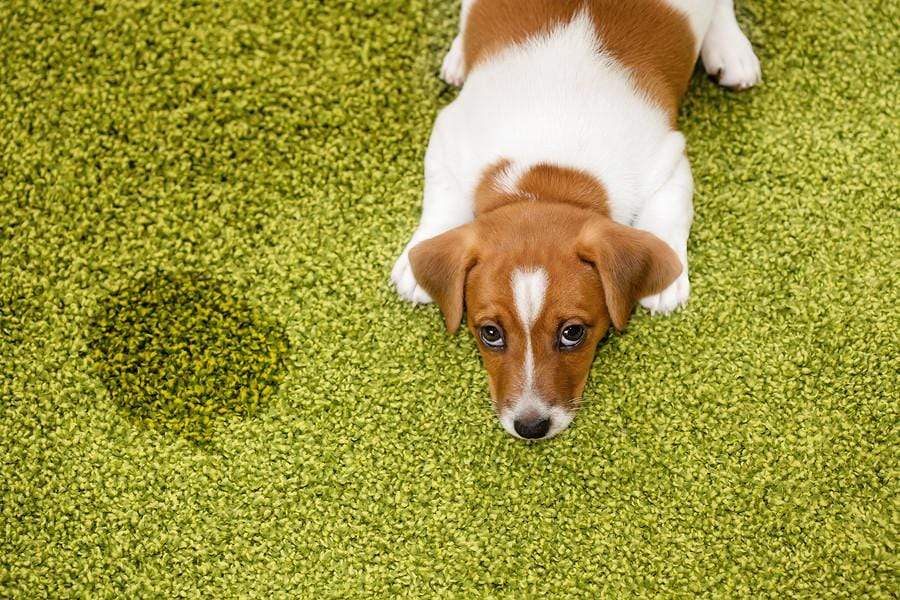 8 Best Washable Dog Pee Pads