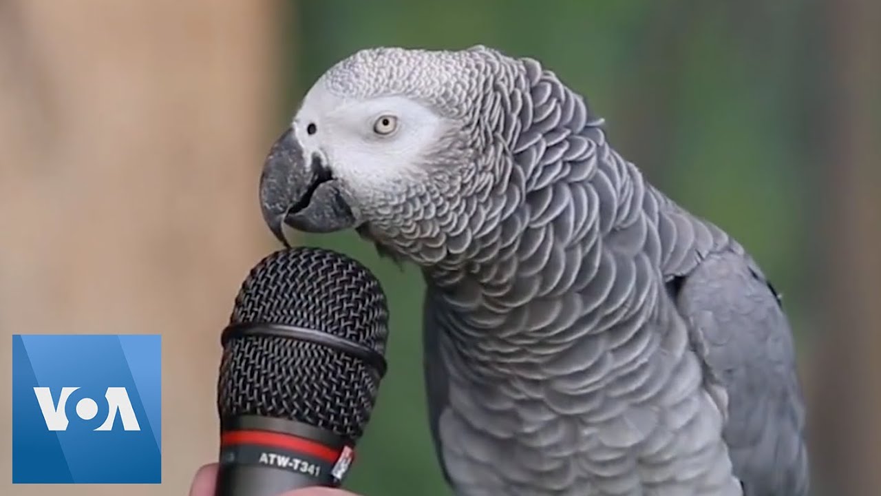 10 Smartest Talking Birds In The World