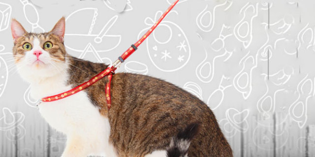 8 Best Cat Leash and Harness