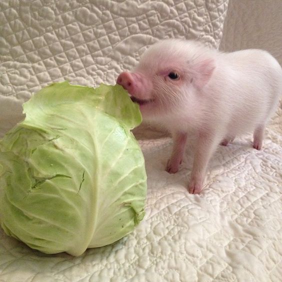 Vegan Lover Piggy