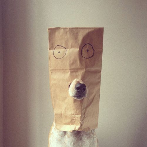 A Dog Disguise