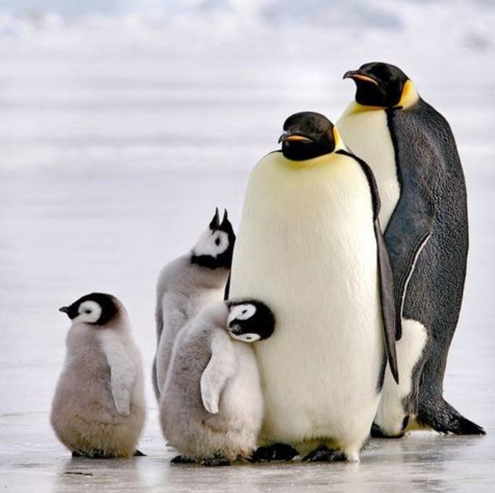 A Fluffy Family