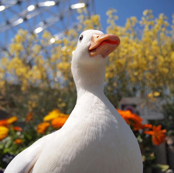 A handsome duck