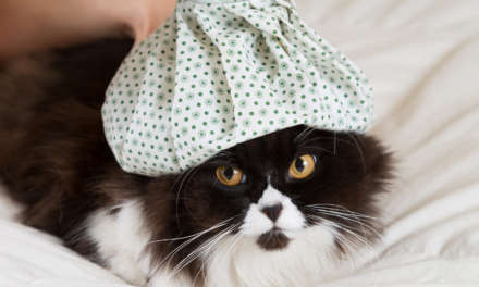Can Your Cats or Dogs Get Flu From You?