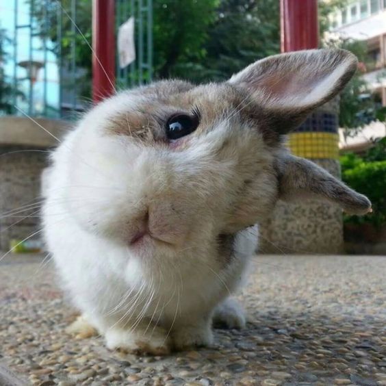 Curious Bunny